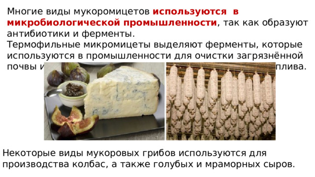 Многие виды мукоромицетов используются в микробиологической промышленности , так как образуют антибиотики и ферменты. Термофильные микромицеты выделяют ферменты, которые используются в промышленности для очистки загрязнённой почвы и сточных вод, а также для производства биотоплива. Некоторые виды мукоровых грибов используются для производства колбас, а также голубых и мраморных сыров. 