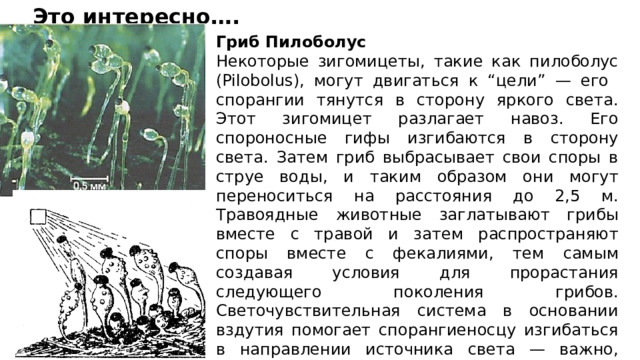 Это интересно…. Гриб Пилоболус Некоторые зигомицеты, такие как пилоболус (Pilobolus), могут двигаться к “цели” — его спорангии тянутся в сторону яркого света. Этот зигомицет разлагает навоз. Его спороносные гифы изгибаются в сторону света. Затем гриб выбрасывает свои споры в струе воды, и таким образом они могут переноситься на расстояния до 2,5 м. Травоядные животные заглатывают грибы вместе с травой и затем распространяют споры вместе с фекалиями, тем самым создавая условия для прорастания следующего поколения грибов. Светочувствительная система в основании вздутия помогает спорангиеносцу изгибаться в направлении источника света — важно, чтобы споры попали на открытое место, а не на дерево или другой высокий объект. 