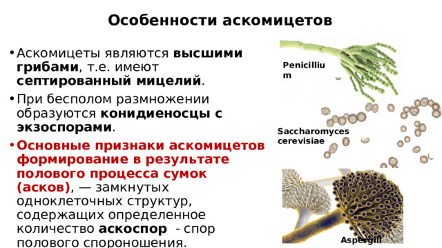 Особенности аскомицетов Аскомицеты являются высшими грибами , т.е. имеют септированный мицелий . При бесполом размножении образуются конидиеносцы с экзоспорами . Основные признаки аскомицетов формирование в результате полового процесса сумок (асков) , — замкнутых одноклеточных структур, содержащих определенное количество аскоспор - спор полового спороношения. Penicillium Saccharomyces cerevisiae Aspergillus 