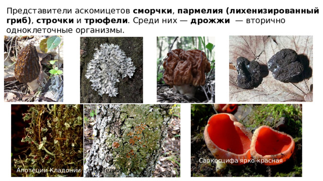 Представители аскомицетов сморчки , пармелия (лихенизированный гриб) , строчки и трюфели . Среди них — дрожжи  — вторично одноклеточные организмы. Саркосцифа ярко-красная Апотеции Кладонии и Пармелии 