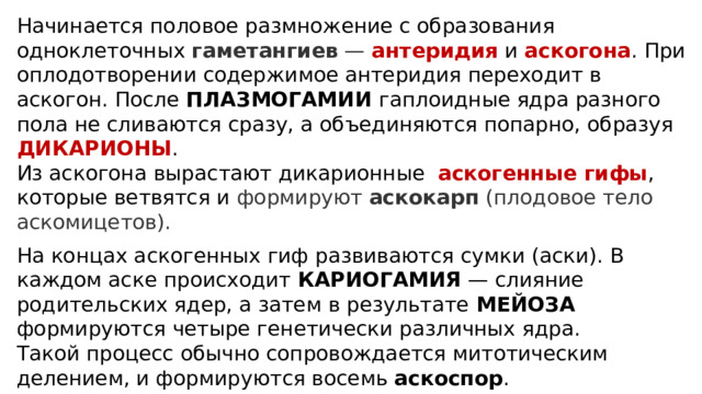 Начинается половое размножение с образования одноклеточных гаметангиев — антеридия и аскогона . При оплодотворении содержимое антеридия переходит в аскогон. После ПЛАЗМОГАМИИ  гаплоидные ядра разного пола не сливаются сразу, а объединяются попарно, образуя ДИКАРИОНЫ . Из аскогона вырастают дикарионные аскогенные гифы , которые ветвятся и формируют  аскокарп  (плодовое тело аскомицетов). На концах аскогенных гиф развиваются сумки (аски). В каждом аске происходит КАРИОГАМИЯ — слияние родительских ядер, а затем в результате МЕЙОЗА формируются четыре генетически различных ядра. Такой процесс обычно сопровождается митотическим делением, и формируются восемь аскоспор . Аскоспоры развиваются, и в конечном итоге покидают аскокарп. 