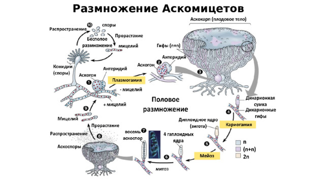 Размножение Аскомицетов 