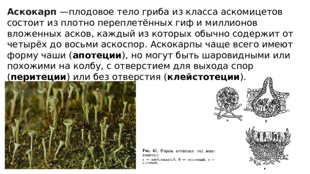 Аскокарп —плодовое тело гриба из класса аскомицетов состоит из плотно переплетённых гиф и миллионов вложенных асков, каждый из которых обычно содержит от четырёх до восьми аскоспор. Аскокарпы чаще всего имеют форму чаши ( апотеции ), но могут быть шаровидными или похожими на колбу, с отверстием для выхода спор ( перитеции ) или без отверстия ( клейстотеции ). 