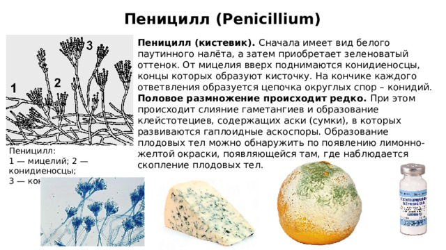 Пеницилл (Penicillium) Пеницилл (кистевик). Сначала имеет вид белого паутинного налёта, а затем приобретает зеленоватый оттенок. От мицелия вверх поднимаются конидиеносцы, концы которых образуют кисточку. На кончике каждого ответвления образуется цепочка округлых спор – конидий. Половое размножение происходит редко. При этом происходит слияние гаметангиев и образование клейстотециев, содержащих аски (сумки), в которых развиваются гаплоидные аскоспоры. Образование плодовых тел можно обнаружить по появлению лимонно-желтой окраски, появляющейся там, где наблюдается скопление плодовых тел. Пеницилл: 1 — мицелий; 2 — конидиеносцы; 3 — конидии.  