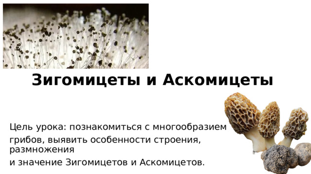 Зигомицеты и Аскомицеты Цель урока: познакомиться с многообразием грибов, выявить особенности строения, размножения и значение Зигомицетов и Аскомицетов. 