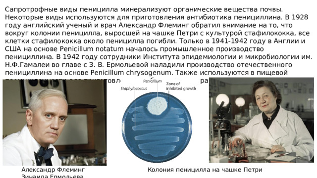 Сапротрофные виды пеницилла минерализуют органические вещества почвы. Некоторые виды используются для приготовления антибиотика пенициллина. В 1928 году английский ученый и врач Александр Флеминг обратил внимание на то, что вокруг колонии пеницилла, выросшей на чашке Петри с культурой стафилококка, все клетки стафилококка около пеницилла погибли. Только в 1941-1942 году в Англии и США на основе Penicillum notatum началось промышленное производство пенициллина. В 1942 году сотрудники Института эпидемиологии и микробиологии им. Н.Ф.Гамалеи во главе с З. В. Ермольевой наладили производство отечественного пенициллина на основе Penicillum chrysogenum. Также используются в пищевой промышленности для приготовления особых сортов сыра. Александр Флеминг Колония пеницилла на чашке Петри Зинаида Ермольева 