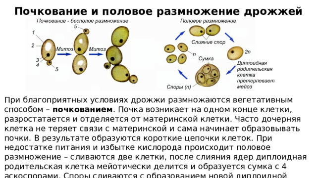 Почкование и половое размножение дрожжей При благоприятных условиях дрожжи размножаются вегетативным способом – почкованием . Почка возникает на одном конце клетки, разростатается и отделяется от материнской клетки. Часто дочерняя клетка не теряет связи с материнской и сама начинает образовывать почки. В результате образуются короткие цепочки клеток. При недостатке питания и избытке кислорода происходит половое размножение – сливаются две клетки, после слияния ядер диплоидная родительская клетка мейотически делится и образуется сумка с 4 аскоспорами. Споры сливаются с образованием новой диплоидной дрожжевой клетки. 