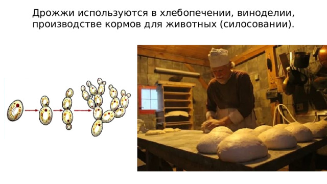 Дрожжи используются в хлебопечении, виноделии, производстве кормов для животных (силосовании). 