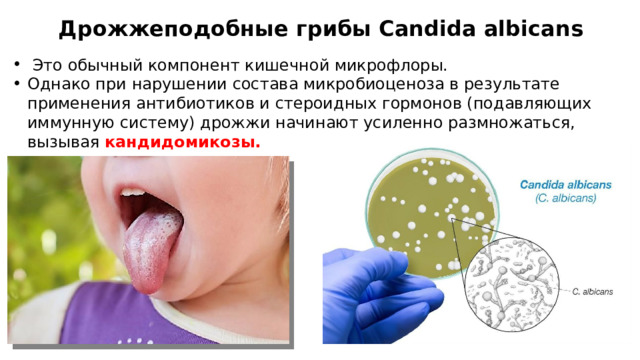 Дрожжеподобные грибы Candida albicans    Это обычный компонент кишечной микрофлоры. Однако при нарушении состава микробиоценоза в результате применения антибиотиков и стероидных гормонов (подавляющих иммунную систему) дрожжи начинают усиленно размножаться, вызывая кандидомикозы. 