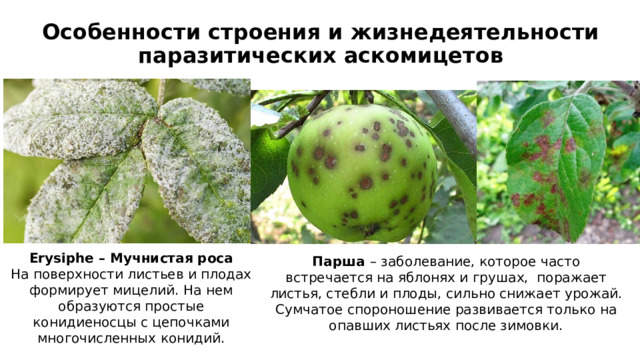 Особенности строения и жизнедеятельности паразитических аскомицетов Erysiphe – Мучнистая роса На поверхности листьев и плодах формирует мицелий. На нем образуются простые конидиеносцы с цепочками многочисленных конидий. Парша – заболевание, которое часто встречается на яблонях и грушах, поражает листья, стебли и плоды, сильно снижает урожай. Сумчатое спороношение развивается только на опавших листьях после зимовки. 