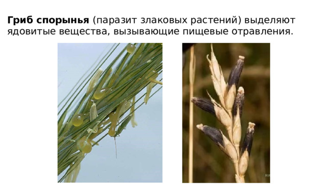 Гриб спорынья (паразит злаковых растений) выделяют ядовитые вещества, вызывающие пищевые отравления. 