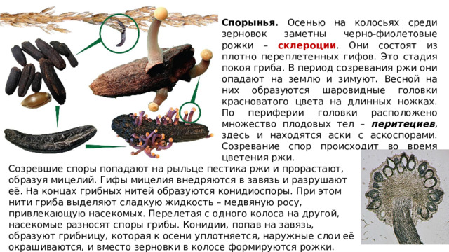 Спорынья. Осенью на колосьях среди зерновок заметны черно-фиолетовые рожки – склероции . Они состоят из плотно переплетенных гифов. Это стадия покоя гриба. В период созревания ржи они опадают на землю и зимуют. Весной на них образуются шаровидные головки красноватого цвета на длинных ножках. По периферии головки расположено множество плодовых тел – перитециев , здесь и находятся аски с аскоспорами. Созревание спор происходит во время цветения ржи. Созревшие споры попадают на рыльце пестика ржи и прорастают, образуя мицелий. Гифы мицелия внедряются в завязь и разрушают её. На концах грибных нитей образуются конидиоспоры. При этом нити гриба выделяют сладкую жидкость – медвяную росу, привлекающую насекомых. Перелетая с одного колоса на другой, насекомые разносят споры грибы. Конидии, попав на завязь, образуют грибницу, которая к осени уплотняется, наружные слои её окрашиваются, и вместо зерновки в колосе формируются рожки. 