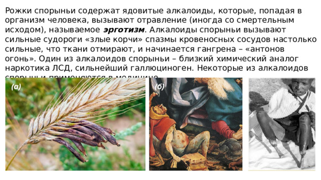 Рожки спорыньи содержат ядовитые алкалоиды, которые, попадая в организм человека, вызывают отравление (иногда со смертельным исходом), называемое эрготизм . Алкалоиды спорыньи вызывают сильные судороги «злые корчи» спазмы кровеносных сосудов настолько сильные, что ткани отмирают, и начинается гангрена – «антонов огонь». Один из алкалоидов спорыньи – близкий химический аналог наркотика ЛСД, сильнейший галлюциноген. Некоторые из алкалоидов спорыньи применяются в медицине. 