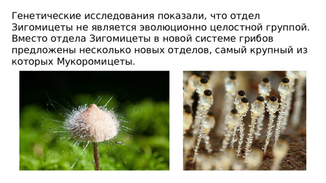Генетические исследования показали, что отдел Зигомицеты не является эволюционно целостной группой. Вместо отдела Зигомицеты в новой системе грибов предложены несколько новых отделов, самый крупный из которых Мукоромицеты. 