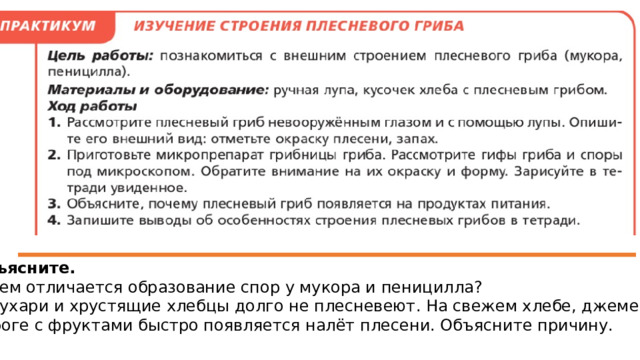 Объясните. Чем отличается образование спор у мукора и пеницилла? Сухари и хрустящие хлебцы долго не плесневеют. На свежем хлебе, джеме и пироге с фруктами быстро появляется налёт плесени. Объясните причину. 