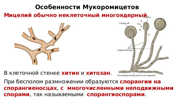 Особенности Мукоромицетов Мицелий обычно неклеточный многоядерный . В клеточной стенке хитин и хитозан . При бесполом размножении образуются спорангии на спорангиеносцах , с многочисленными неподвижными спорами , так называемыми спорангиоспорами . 