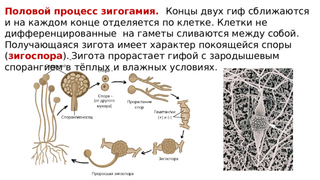 Половой процесс зигогамия. Концы двух гиф сближаются и на каждом конце отделяется по клетке. Клетки не дифференцированные на гаметы сливаются между собой. Получающаяся зигота имеет характер покоящейся споры ( зигоспора ).  Зигота прорастает гифой с зародышевым спорангием в тёплых и влажных условиях. 