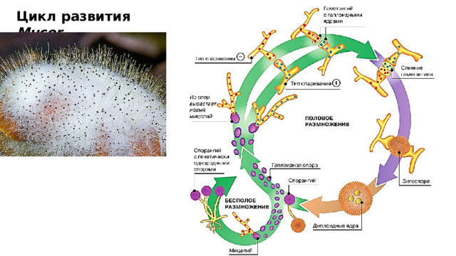 Цикл развития Mucor  