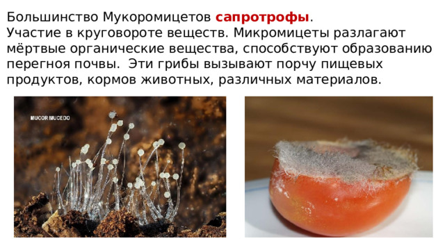 Большинство Мукоромицетов сапротрофы . Участие в круговороте веществ. Микромицеты разлагают мёртвые органические вещества, способствуют образованию перегноя почвы. Эти грибы вызывают порчу пищевых продуктов, кормов животных, различных материалов. 