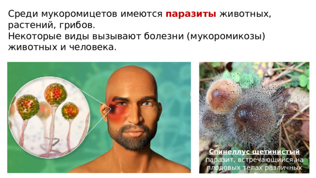 Среди мукоромицетов имеются паразиты животных, растений, грибов. Некоторые виды вызывают болезни (мукоромикозы) животных и человека. Rhizopus Спинеллус щетинистый паразит, встречающийся на плодовых телах различных грибов.  