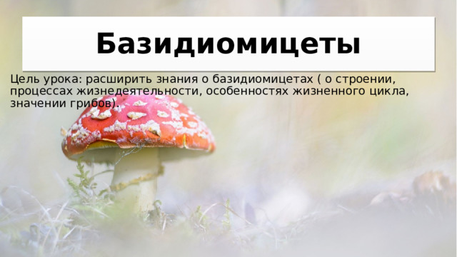 Базидиомицеты Цель урока: расширить знания о базидиомицетах ( о строении, процессах жизнедеятельности, особенностях жизненного цикла, значении грибов). 