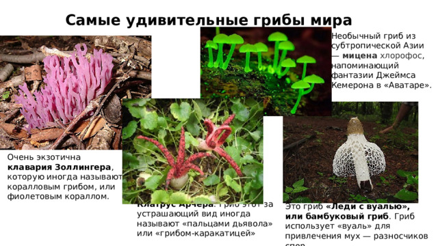 Самые удивительные грибы мира Необычный гриб из субтропической Азии — мицена  хлорофос , напоминающий фантазии Джеймса Кемерона в «Аватаре». Очень экзотична клавария Золлингера , которую иногда называют коралловым грибом, или фиолетовым кораллом. Клатрус Арчера . Гриб этот за устрашающий вид иногда называют «пальцами дьявола» или «грибом-каракатицей» Это гриб «Леди с вуалью», или бамбуковый гриб . Гриб использует «вуаль» для привлечения мух — разносчиков спор. 