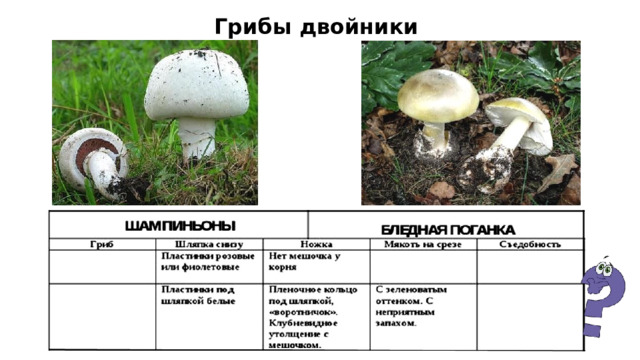 Грибы двойники 