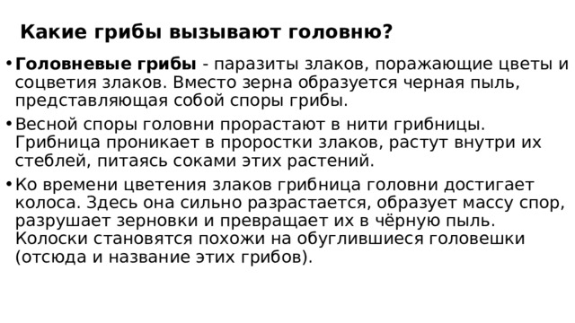 Какие грибы вызывают головню? Головневые грибы - паразиты злаков, поражающие цветы и соцветия злаков. Вместо зерна образуется черная пыль, представляющая собой споры грибы. Весной споры головни прорастают в нити грибницы. Грибница проникает в проростки злаков, растут внутри их стеблей, питаясь соками этих растений. Ко времени цветения злаков грибница головни достигает колоса. Здесь она сильно разрастается, образует массу спор, разрушает зерновки и превращает их в чёрную пыль. Колоски становятся похожи на обуглившиеся головешки (отсюда и название этих грибов). 