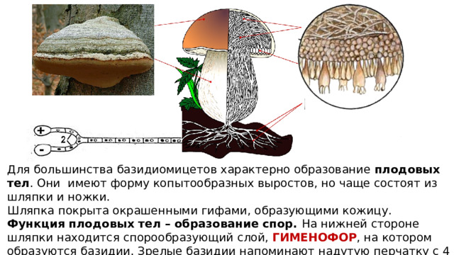 Для большинства базидиомицетов характерно образование плодовых тел . Они имеют форму копытообразных выростов, но чаще состоят из шляпки и ножки. Шляпка покрыта окрашенными гифами, образующими кожицу. Функция плодовых тел – образование спор. На нижней стороне шляпки находится спорообразующий слой, ГИМЕНОФОР , на котором образуются базидии. Зрелые базидии напоминают надутую перчатку с 4 пальцами. 