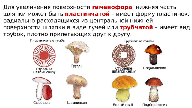 Для увеличения поверхности гименофора , нижняя часть шляпки может быть пластинчатой – имеет форму пластинок, радиально расходящихся из центральной нижней поверхности шляпки в виде лучей или трубчатой – имеет вид трубок, плотно прилегающих друг к другу. 