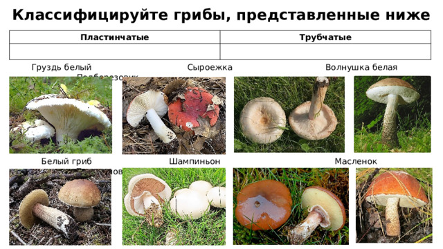 Классифицируйте грибы, представленные ниже Пластинчатые Трубчатые Груздь белый Сыроежка Волнушка белая Подберезовик Белый гриб Шампиньон Масленок Подосиновик 