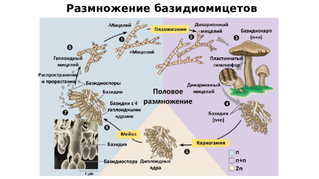Размножение базидиомицетов 