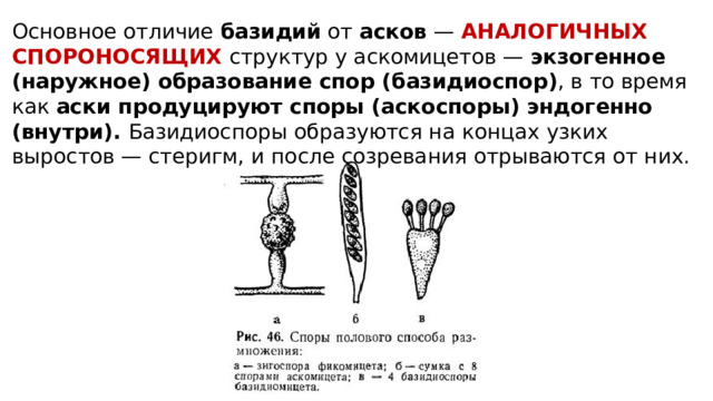 Основное отличие базидий от асков  — АНАЛОГИЧНЫХ СПОРОНОСЯЩИХ структур у аскомицетов — экзогенное (наружное) образование спор (базидиоспор) , в то время как аски продуцируют споры (аскоспоры) эндогенно (внутри). Базидиоспоры образуются на концах узких выростов — стеригм, и после созревания отрываются от них. 