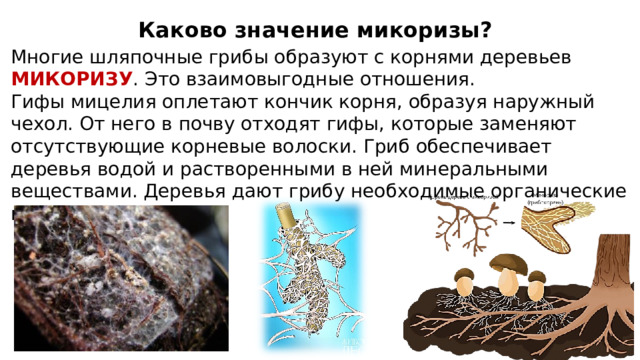 Каково значение микоризы? Многие шляпочные грибы образуют с корнями деревьев МИКОРИЗУ . Это взаимовыгодные отношения. Гифы мицелия оплетают кончик корня, образуя наружный чехол. От него в почву отходят гифы, которые заменяют отсутствующие корневые волоски. Гриб обеспечивает деревья водой и растворенными в ней минеральными веществами. Деревья дают грибу необходимые органические вещества. 