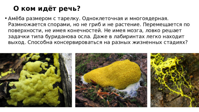 О ком идёт речь? Амёба размером с тарелку. Одноклеточная и многоядерная. Размножается спорами, но не гриб и не растение. Перемещается по поверхности, не имея конечностей. Не имея мозга, ловко решает задачки типа буриданова осла. Даже в лабиринтах легко находит выход. Способна консервироваться на разных жизненных стадиях?  