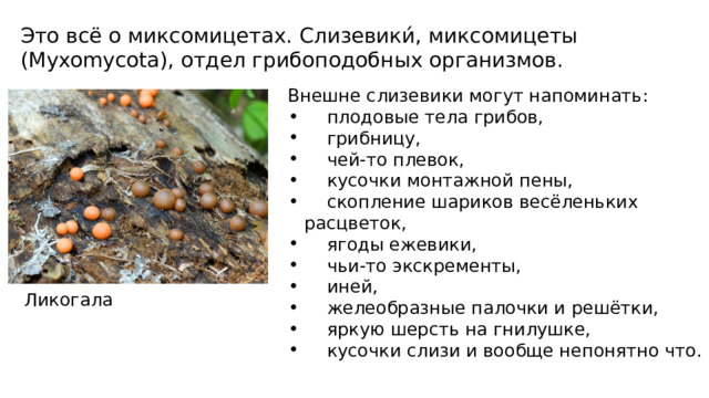 Это всё о миксомицетах. Слизевики́, миксомицеты (Myxomycota), отдел грибоподобных организмов. Внешне слизевики могут напоминать:  плодовые тела грибов,  грибницу,  чей-то плевок,  кусочки монтажной пены,  скопление шариков весёленьких расцветок,  ягоды ежевики,  чьи-то экскременты,  иней,  желеобразные палочки и решётки,  яркую шерсть на гнилушке,  кусочки слизи и вообще непонятно что. Ликогала 