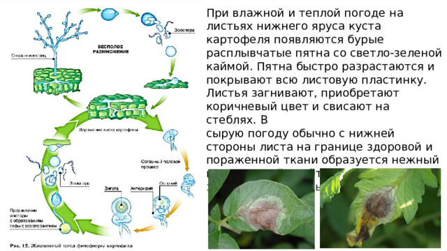 При влажной и теплой погоде на листьях нижнего яруса куста картофеля появляются бурые расплывчатые пятна со светло-зеленой каймой. Пятна быстро разрастаются и покрывают всю листовую пластинку. Листья загнивают, приобретают коричневый цвет и свисают на стеблях. В сырую погоду обычно с нижней стороны листа на границе здоровой и пораженной ткани образуется нежный паутинистый налёт белого цвета. Это зооспорангиеносцы с зооспорангиями .  