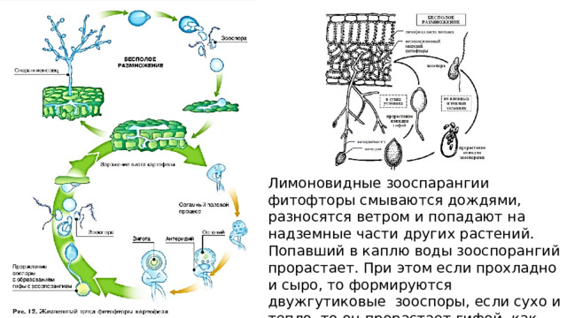 Лимоновидные зооспарангии фитофторы смываются дождями, разносятся ветром и попадают на надземные части других растений. Попавший в каплю воды зооспорангий прорастает. При этом если прохладно и сыро, то формируются двужгутиковые зооспоры, если сухо и тепло, то он прорастает гифой, как конидия. 