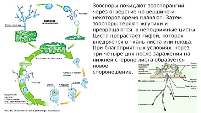 Зооспоры покидают зооспорангий через отверстие на вершине и некоторое время плавают. Затем зооспоры теряют жгутики и превращаются в неподвижные цисты. Циста прорастает гифой, которая внедряется в ткань листа или плода. При благоприятных условиях, через три-четыре дня после заражения на нижней стороне листа образуется новое спороношение. 