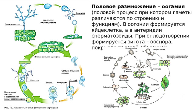 Половое размножение – оогамия (половой процесс при котором гаметы различаются по строению и функциям). В оогонии формируется яйцеклетка, а в антеридии сперматозоиды. При оплодотворении формируется зигота – ооспора, покрытая толстой оболочкой. 
