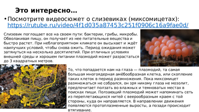 Это интересно… Посмотрите видеосюжет о слизевиках (миксомицетах): https://rutube.ru/video/4f1d035a87453c251f0906c16a9fae0d/ Слизевик поглощает все на своем пути: бактерии, грибы, микробы. Обволакивая пищу, он получает из нее питательные вещества и быстро растет. При неблагоприятном климате он высыхает и ждёт наилучших условий, чтобы снова ожить. Период ожидания может затянуться на несколько десятилетий. При отличных условиях внешней среды и хорошем питании плазмодий может разрастаться до 3 квадратных метров. То, что попадается нам на глаза — плазмодий, та самая большая многоядерная амёбообразная клетка, или скопление таких клеток в период размножения. Пока миксомицет размножаться не собрался, он зря никому глаза не мозолит, предпочитает ползать во влажных и темноватых местах в поисках пищи. Ползающий плазмодий может напоминать сеть из переплетающихся нитей с веерообразным краем с той стороны, куда он направляется. В направлении движения появляются протоплазменные выросты, а позади происходит втягивание. 