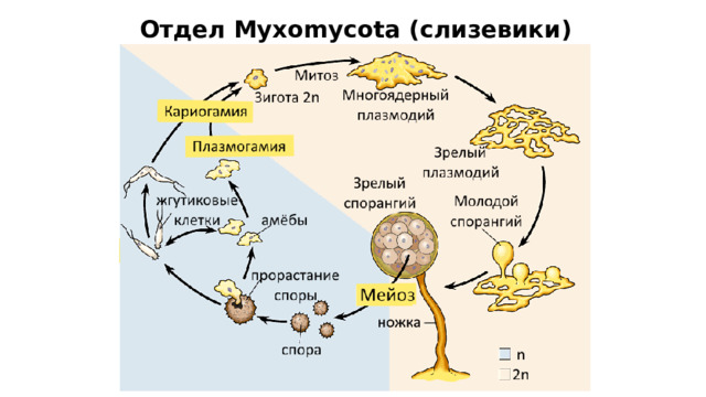 Отдел Myxomycota (слизевики) 