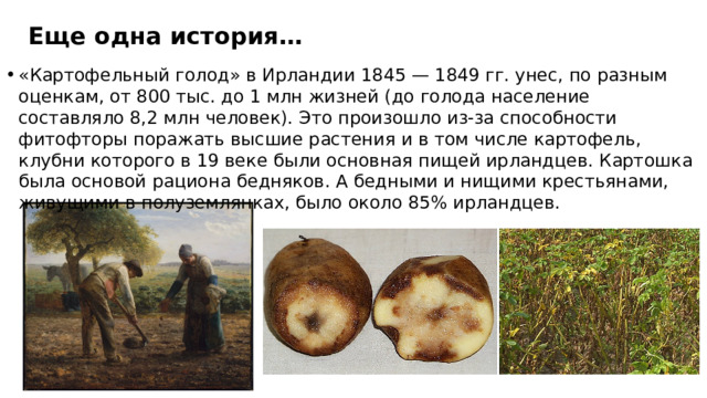 Еще одна история… «Картофельный голод» в Ирландии 1845 — 1849 гг. унес, по разным оценкам, от 800 тыс. до 1 млн жизней (до голода население составляло 8,2 млн человек). Это произошло из-за способности фитофторы поражать высшие растения и в том числе картофель, клубни которого в 19 веке были основная пищей ирландцев. Картошка была основой рациона бедняков. А бедными и нищими крестьянами, живущими в полуземлянках, было около 85% ирландцев. 