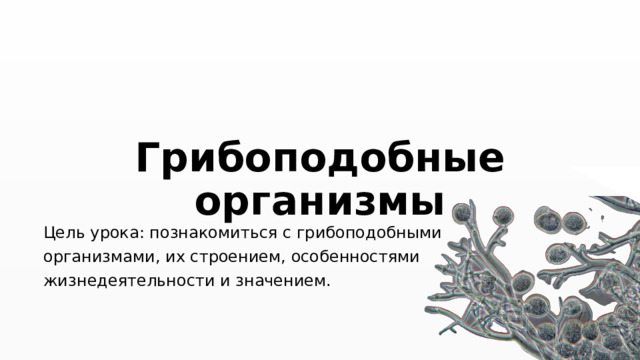 Грибоподобные организмы Цель урока: познакомиться с грибоподобными организмами, их строением, особенностями жизнедеятельности и значением. 