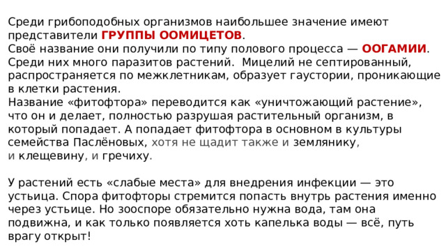 Среди грибоподобных организмов наибольшее значение имеют представители ГРУППЫ ООМИЦЕТОВ .  Своё название они получили по типу полового процесса — ООГАМИИ . Среди них много паразитов растений. Мицелий не септированный, распространяется по межклетникам, образует гаустории, проникающие в клетки растения. Название «фитофтора» переводится как «уничтожающий растение», что он и делает, полностью разрушая растительный организм, в который попадает. А попадает фитофтора в основном в культуры семейства Паслёновых, хотя не щадит также и  землянику , и  клещевину , и  гречиху .   У растений есть «слабые места» для внедрения инфекции — это устьица. Спора фитофторы стремится попасть внутрь растения именно через устьице. Но зооспоре обязательно нужна вода, там она подвижна, и как только появляется хоть капелька воды — всё, путь врагу открыт! 