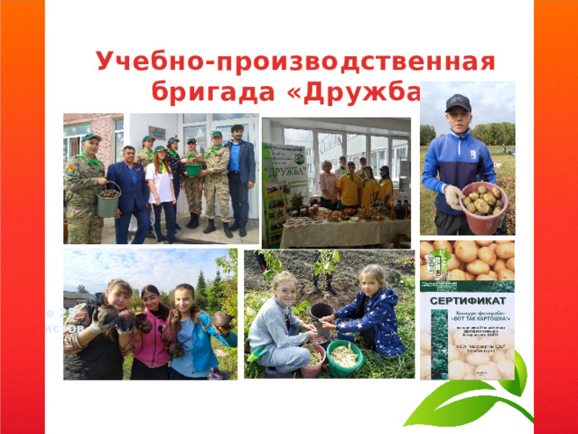 Учебно-производственная бригада «Дружба» Более 25 активистов 