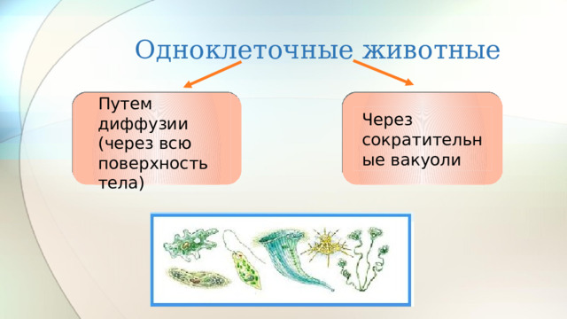 Одноклеточные животные Путем диффузии (через всю поверхность тела) Через сократительные вакуоли 