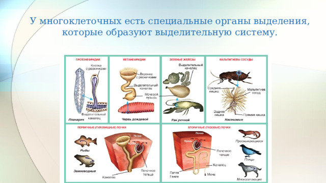 У многоклеточных есть специальные органы выделения, которые образуют выделительную систему.   