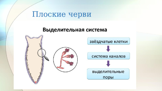 Плоские черви 