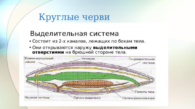Круглые черви 
